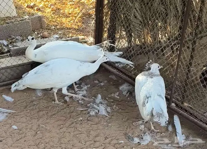 طقم طاؤوس سلفر نادر 0