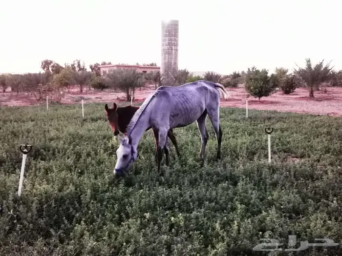 فرس شعبية شيخه 7