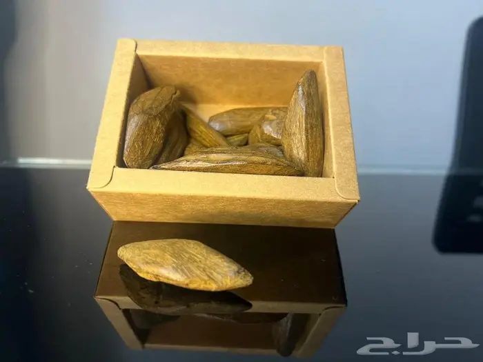عرض اليوم الوطني عود مروكي محسن بيور 1
