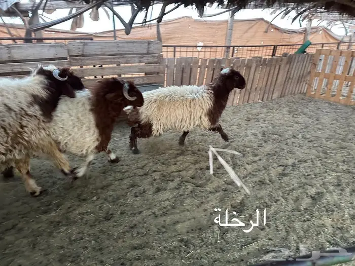 4 طليان ورخلة نعيمي   تم البيع 2