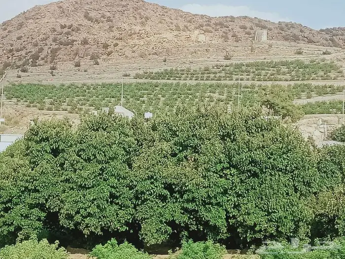 دهن ورد طائفي ملكي 3