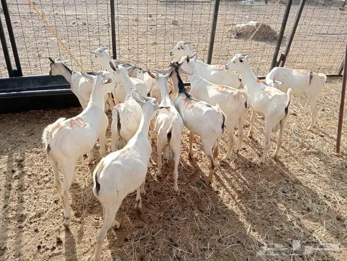 تيوس صومالي جدعان تنيان للبيع جمله 7