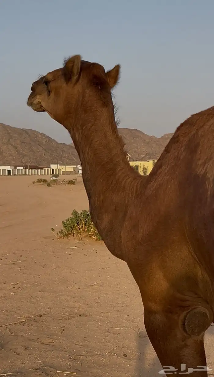 قعود مشروع فحل 1