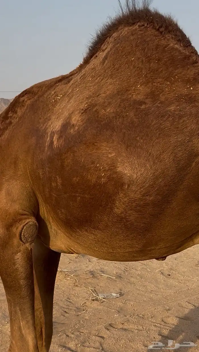 قعود مشروع فحل 2