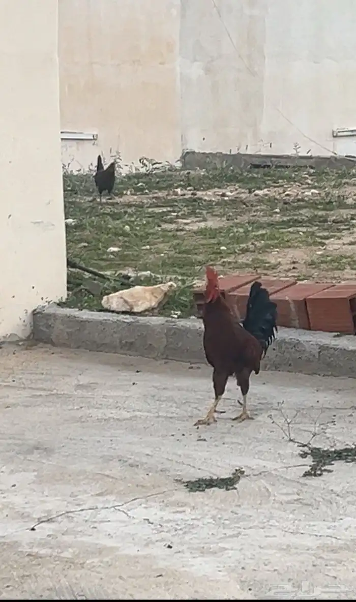دجاج ل البيع 1