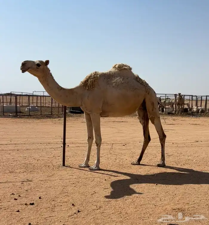 بكره لقحه قريب 0