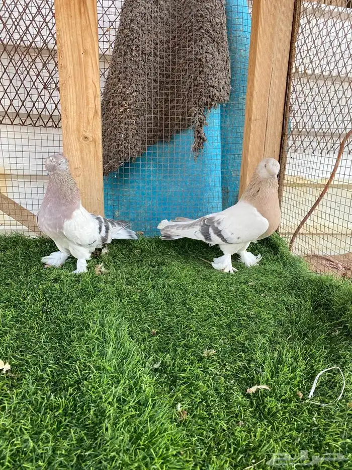 حمام تركي فاخر تم البيع 0