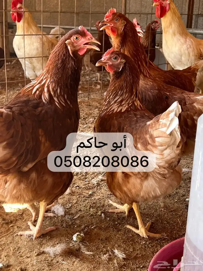 دجاج لوهمان براون 5
