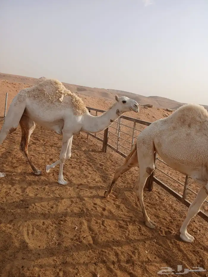 بكار وضح رمانيات 3
