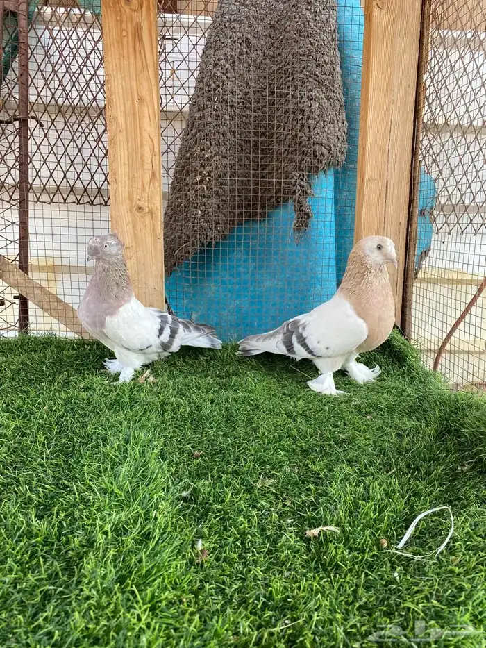 حمام تركي فاخر تم البيع 1