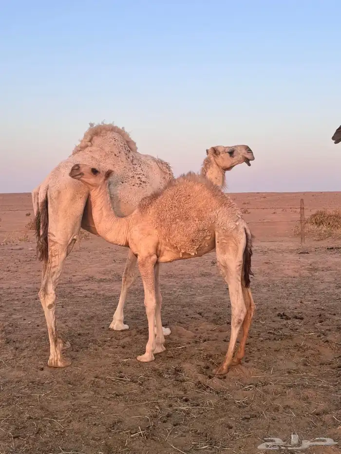 حاشي للبيع 0