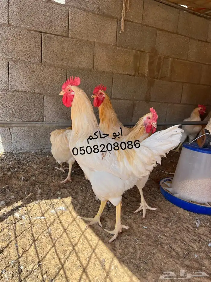 دجاج لوهمان براون 7