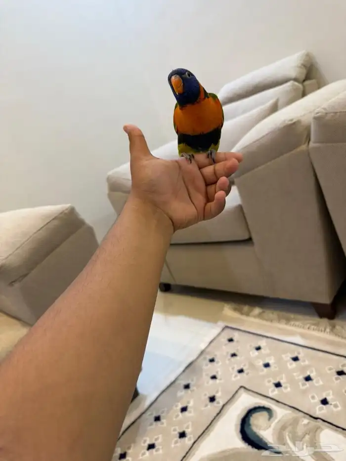 ببغاء لوري اليف 3