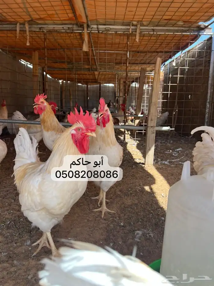 دجاج لوهمان براون 3