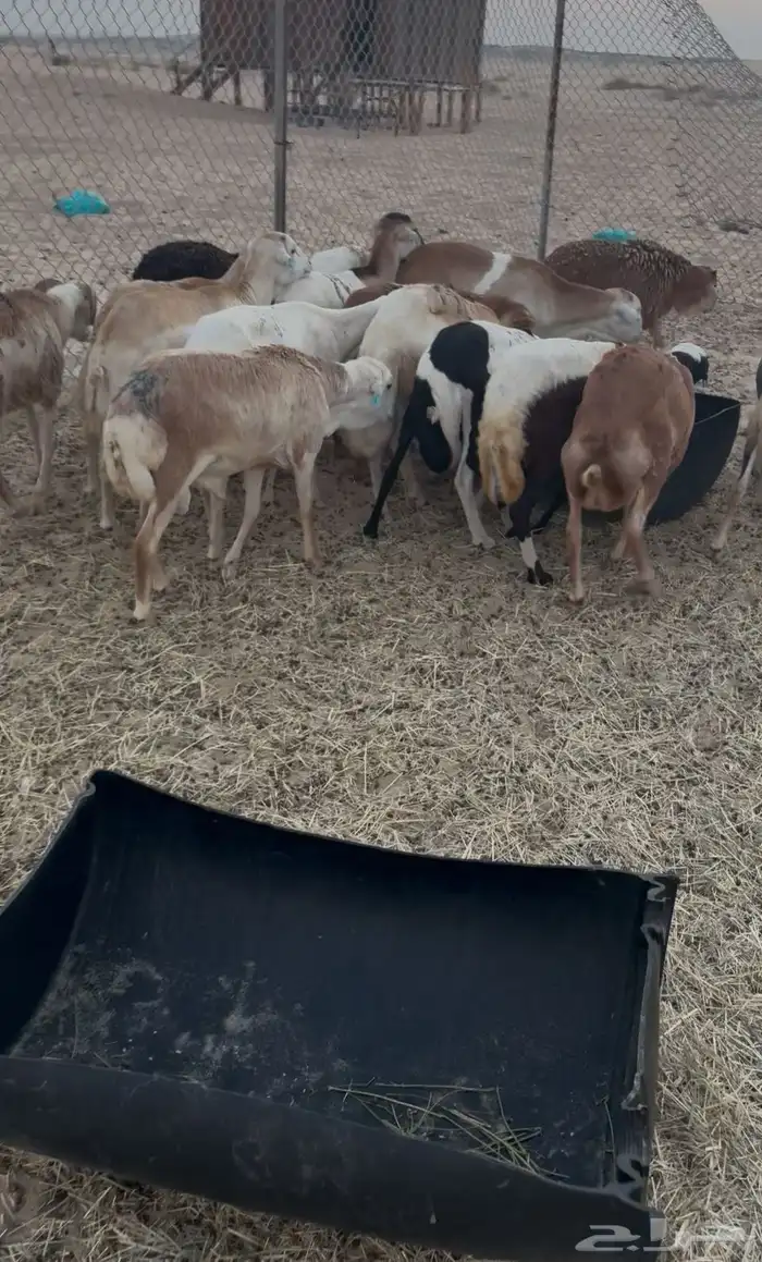 ذبايح رفيد سمان 1