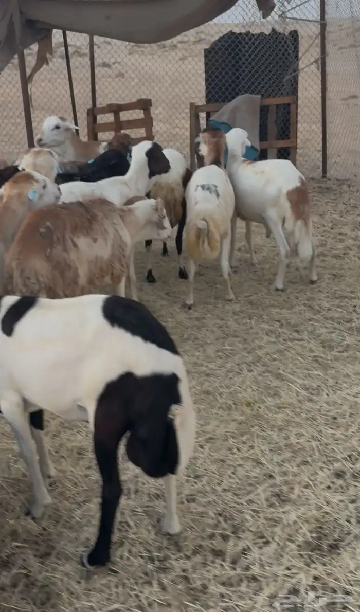 ذبايح رفيد سمان 3