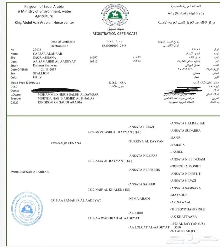 حصان مصري بيور 0