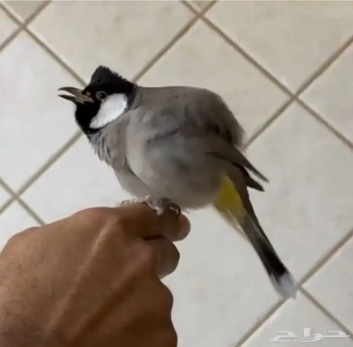 بلبل بلدي .. مغرد و مميز 2