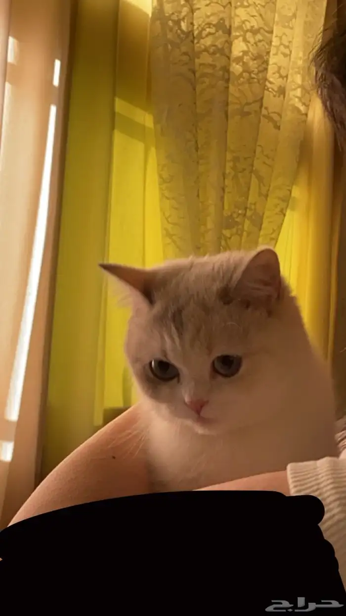 بيع قطوه مستعجل 3