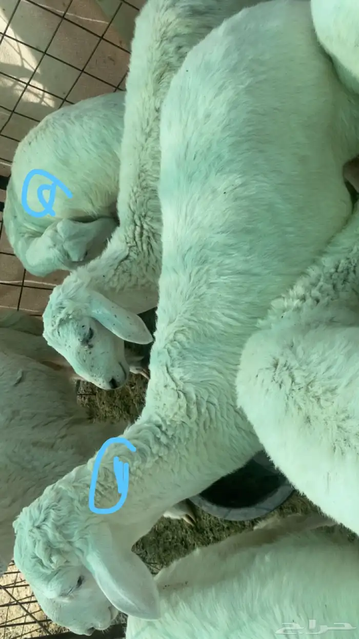 للبيع مشاريع فحول صنف على السوم 0