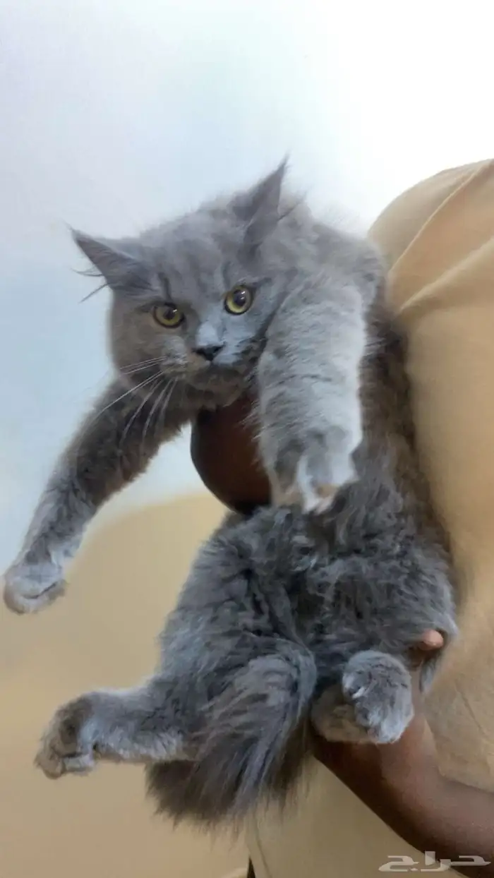 قطه ل التبني 2