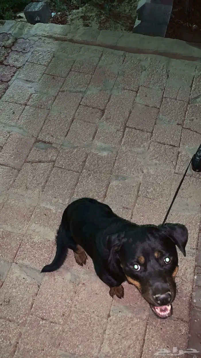 للبيع كلب روت وايلر rottweiler 0