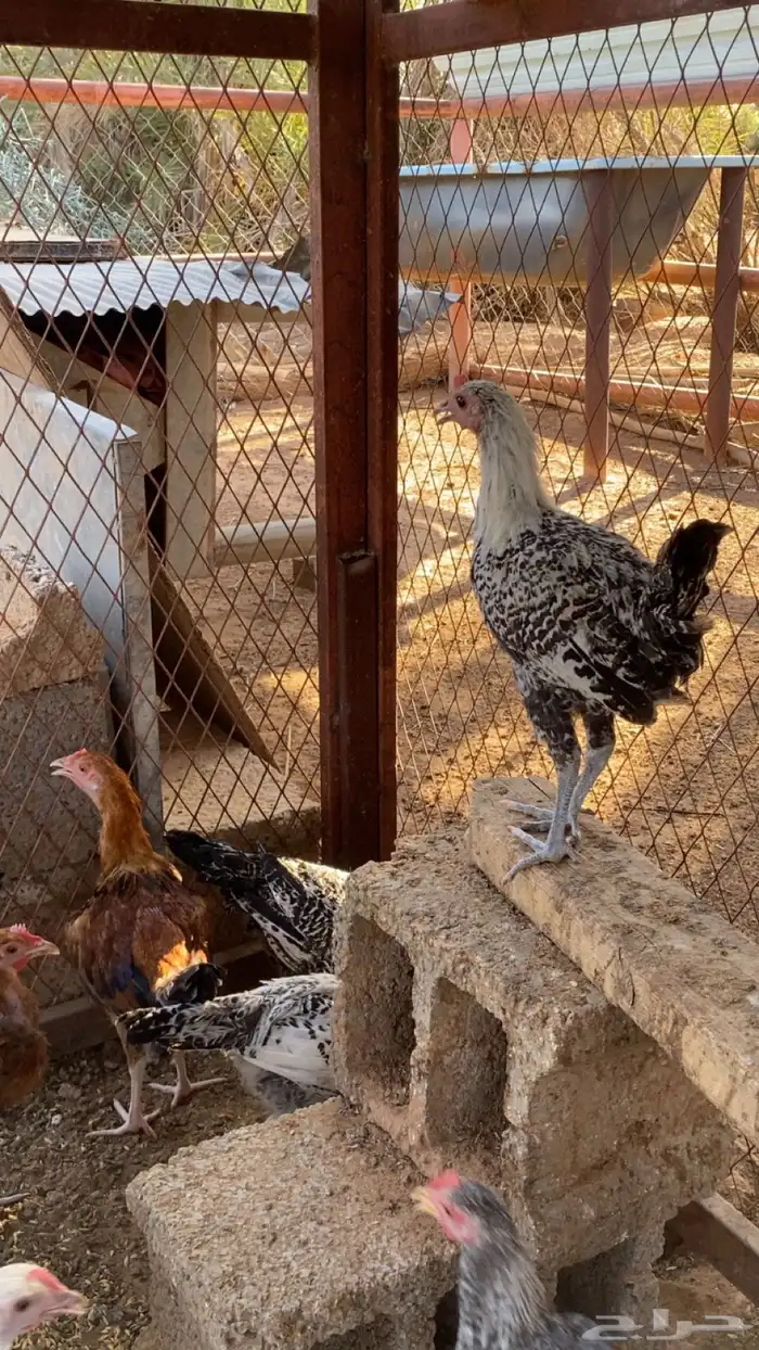 ديوك بلدي وفيومي 3