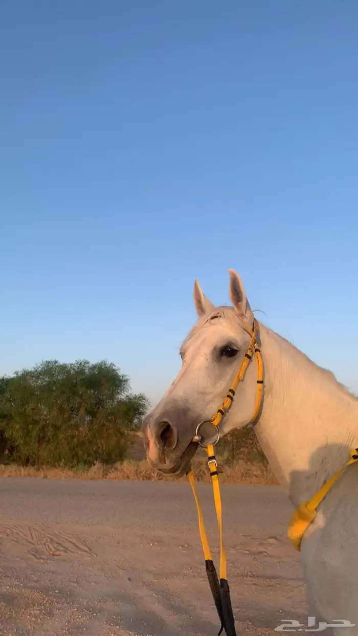 خيل للبيع فرس 0