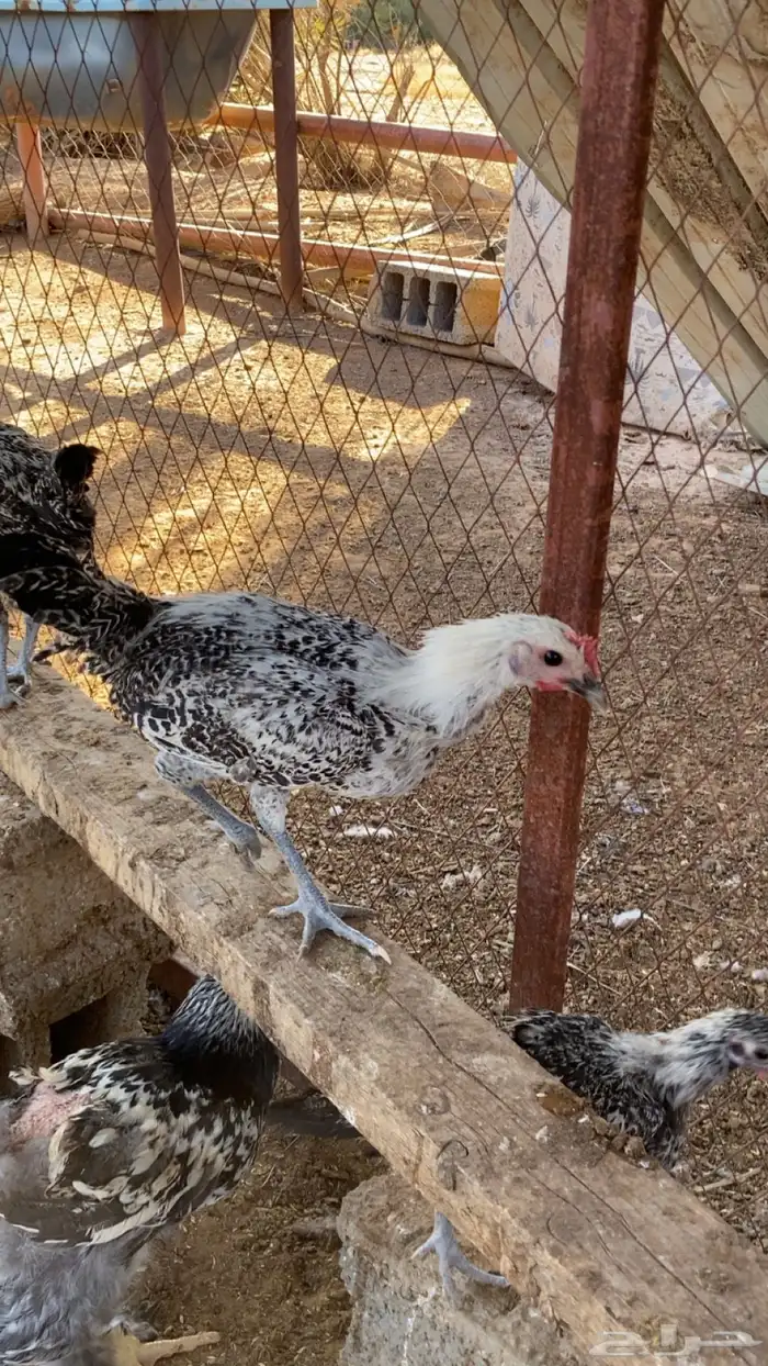 ديوك بلدي وفيومي 2