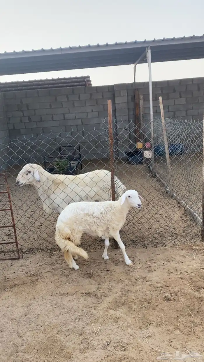 رخل جذعه فوق الوسط زبده - الموقع السوق - 3