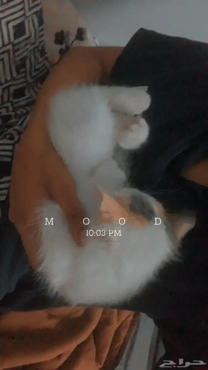 قطوه انثى للبيع 2