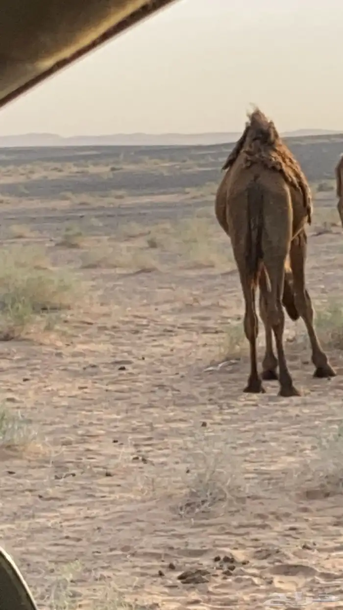 قعود طيب عمره سنه ويمكن أزود 0