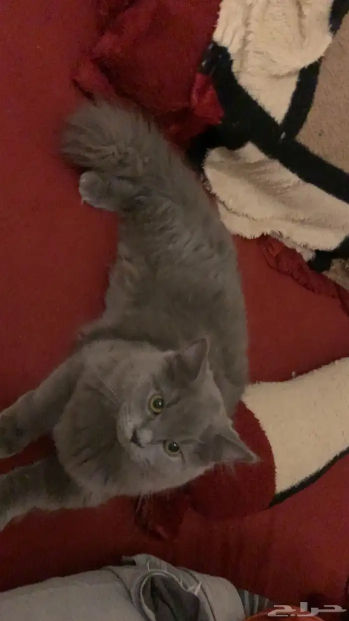 قطه ل التبني 1