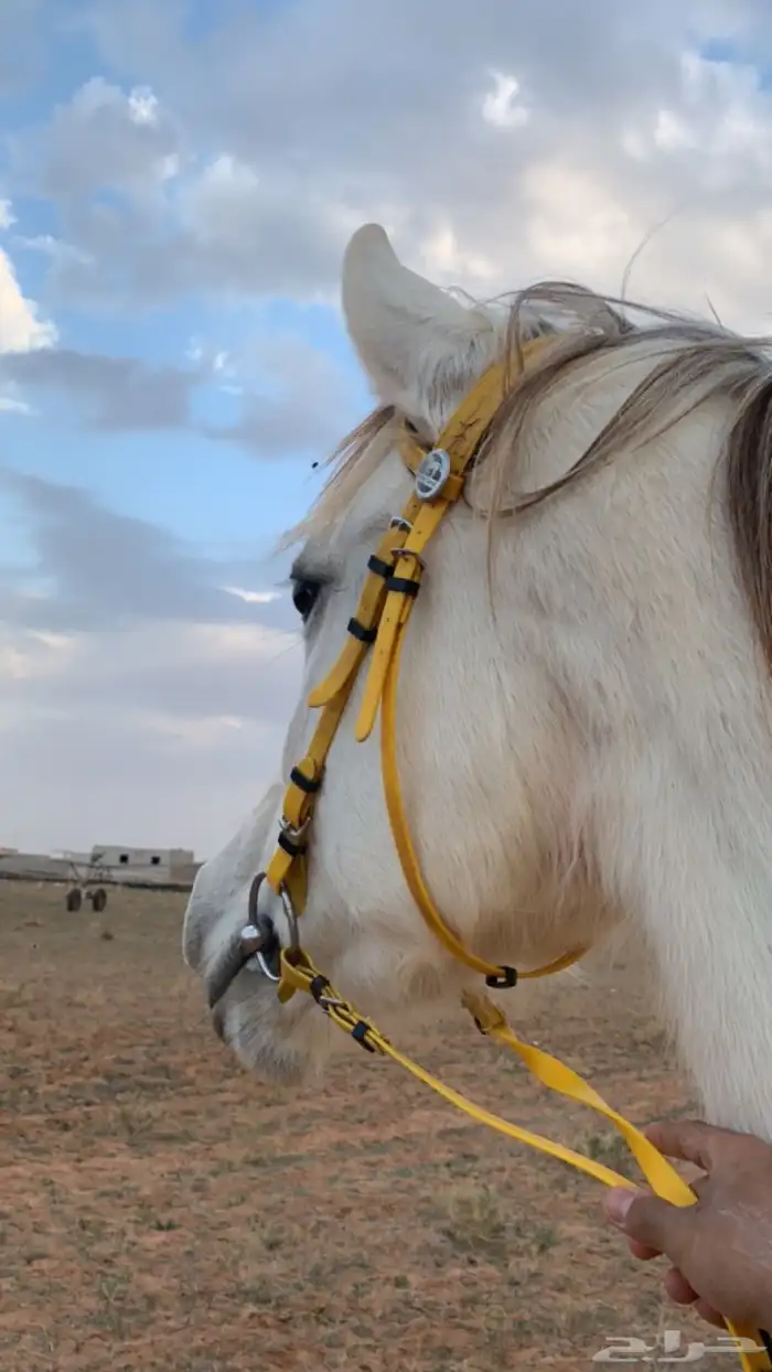 خيل للبيع فرس 2