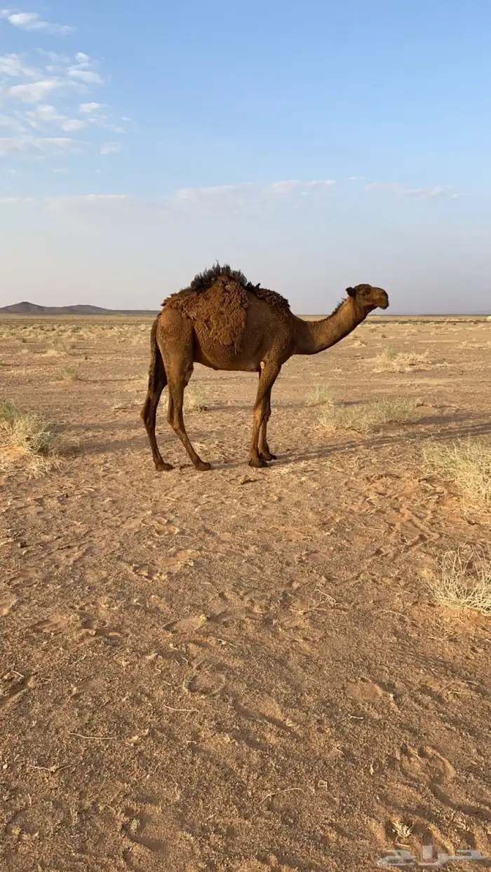 قعود طيب عمره سنه ويمكن أزود 1