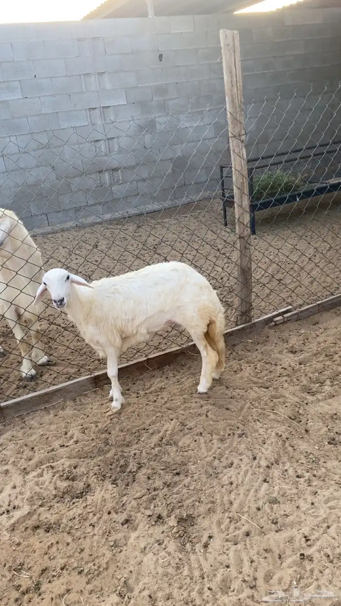 رخل جذعه فوق الوسط زبده - الموقع السوق - 0