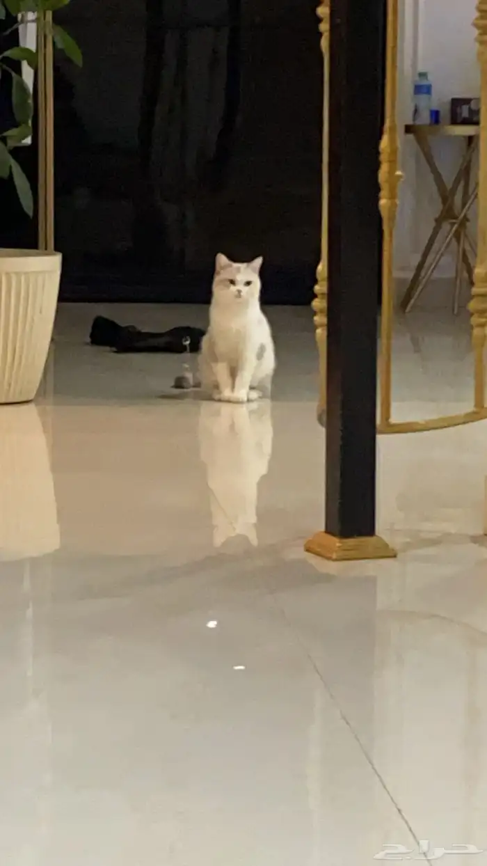 بيع قطوه مستعجل 1