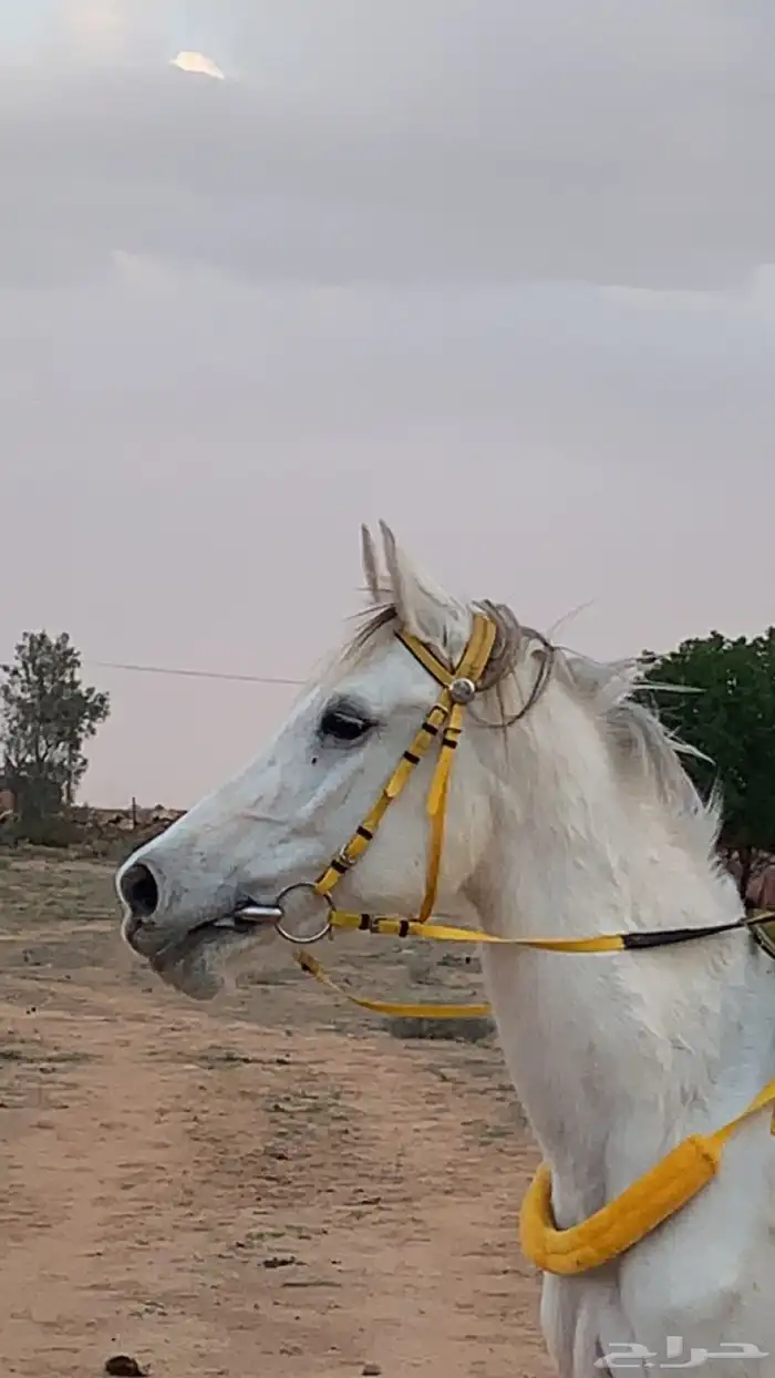 خيل للبيع فرس 1