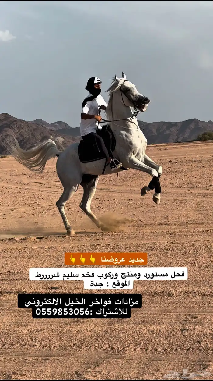 فحل مستورد وركوب فخم 0