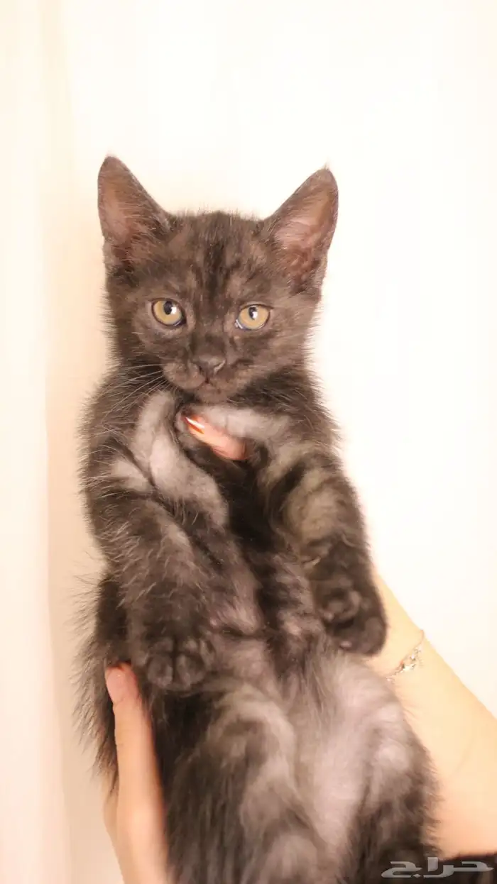 للبيع قطط صغيرة 1