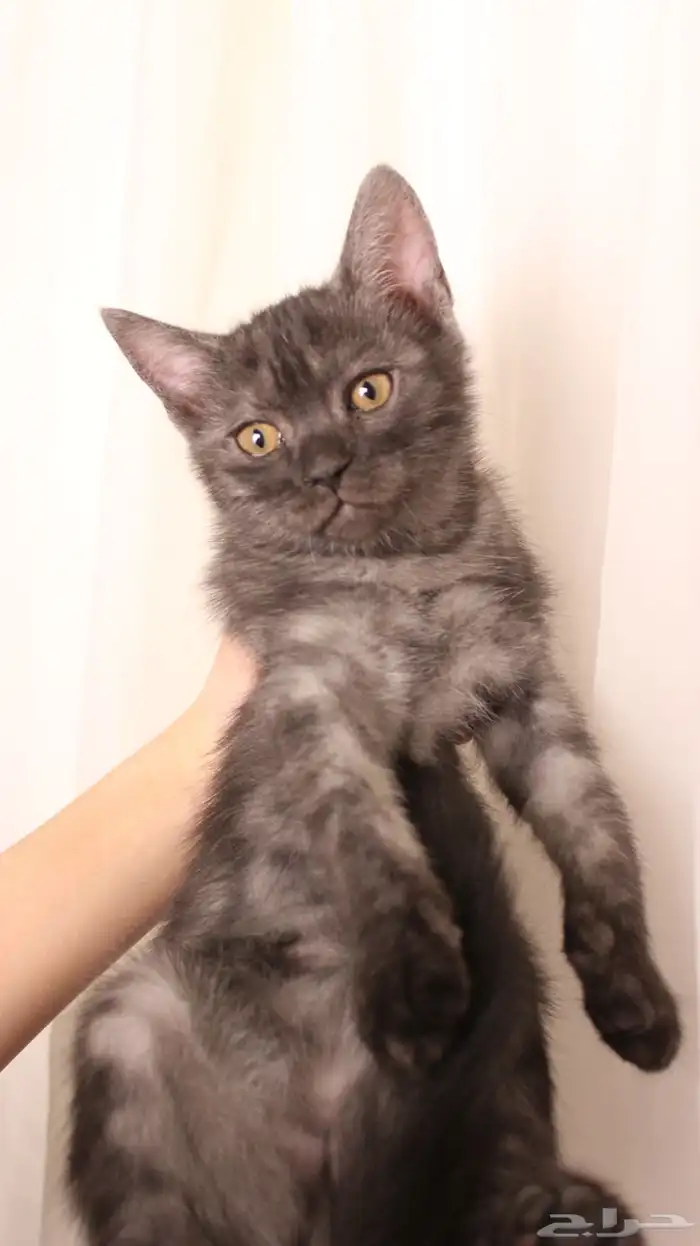 للبيع قطط صغيرة 8