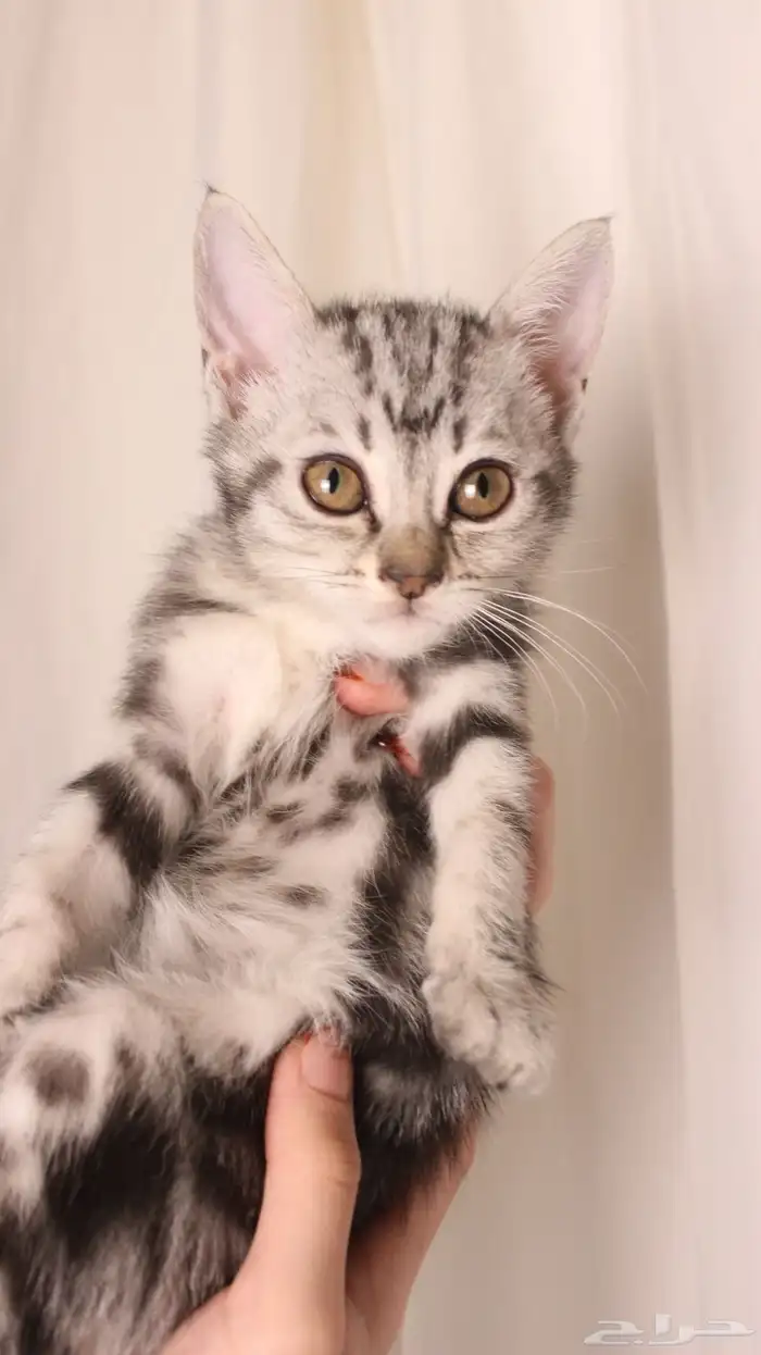 للبيع قطط صغيرة 3