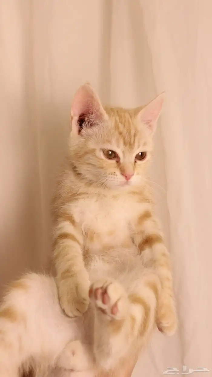 للبيع قطط صغيرة 0