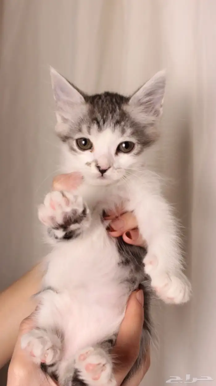 للبيع قطط صغيرة 6