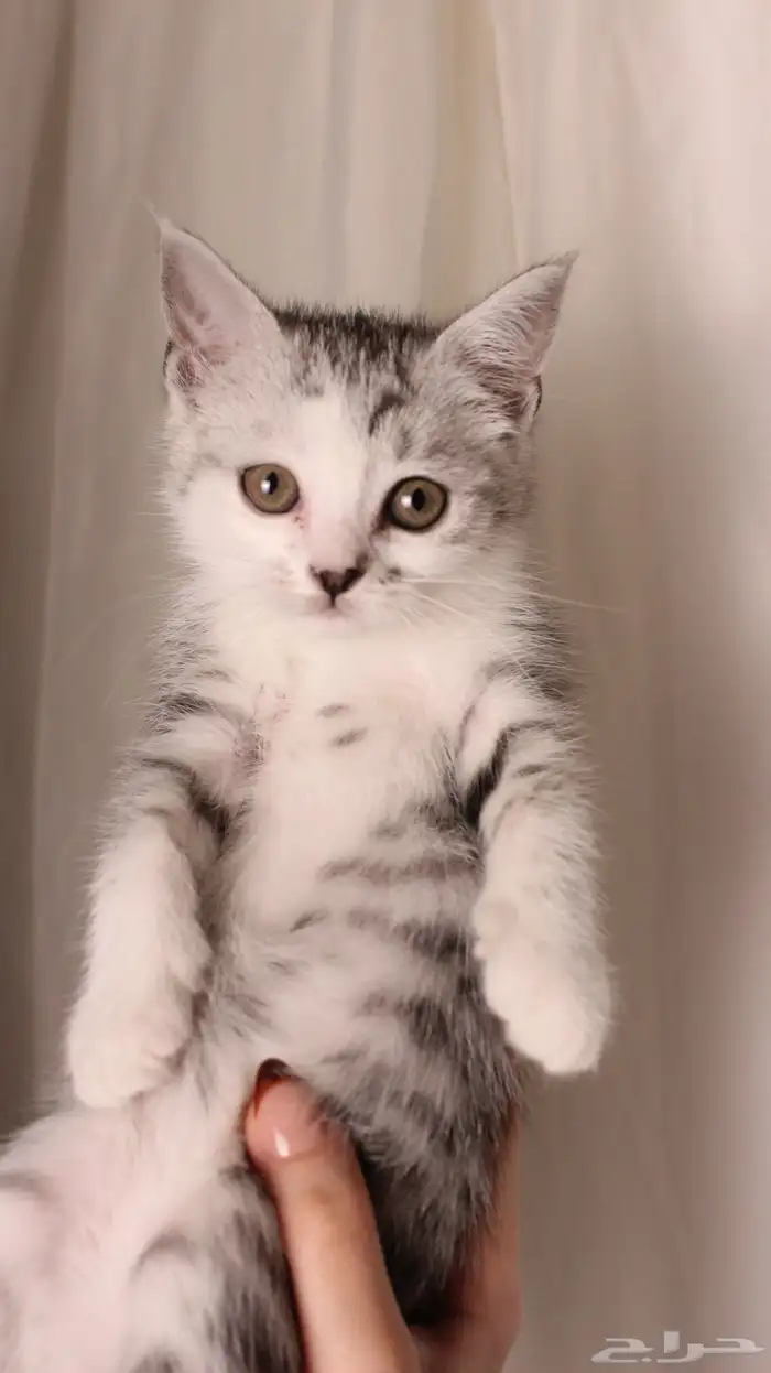 للبيع قطط صغيرة 7