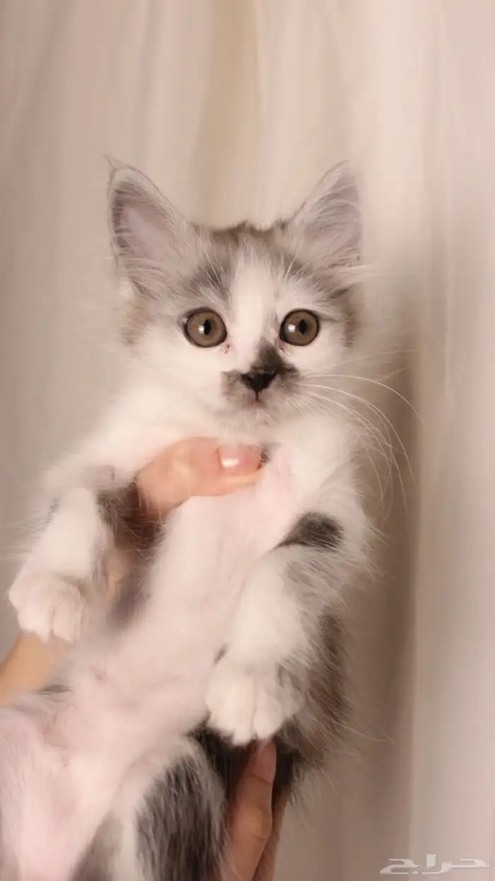 للبيع قطط صغيرة 4