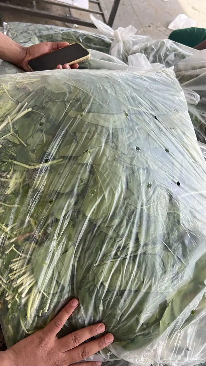 مندوب خضروات وفواكه من سوق الجملة العزيزية 14