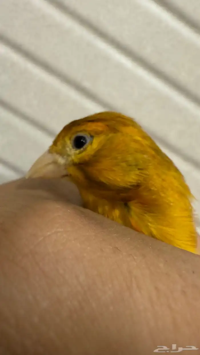 3 ذكور كناري بسكوتي للبيع مع انثى 1