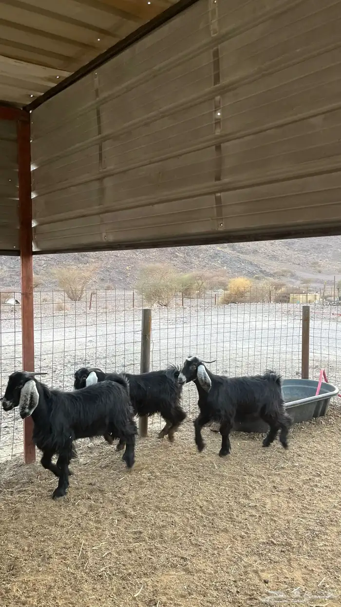 تيوس جدعان مخاصي جاذعان 4