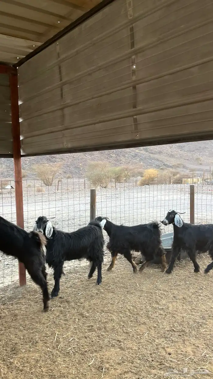 تيوس جدعان مخاصي جاذعان 5